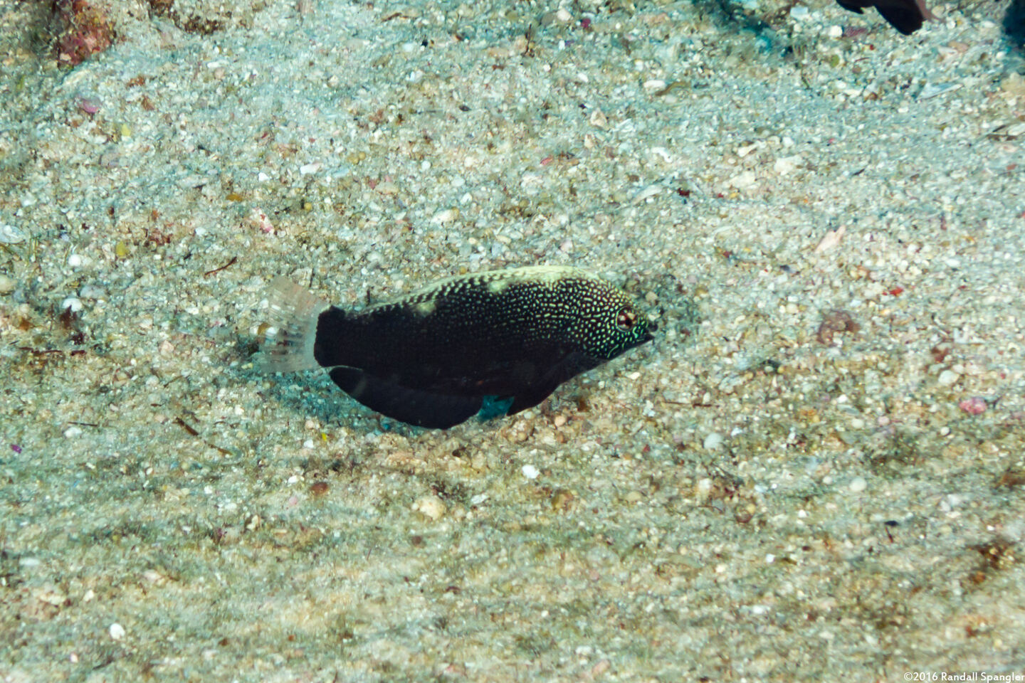 Macropharyngodon negrosensis (Black Leopard Wrasse)