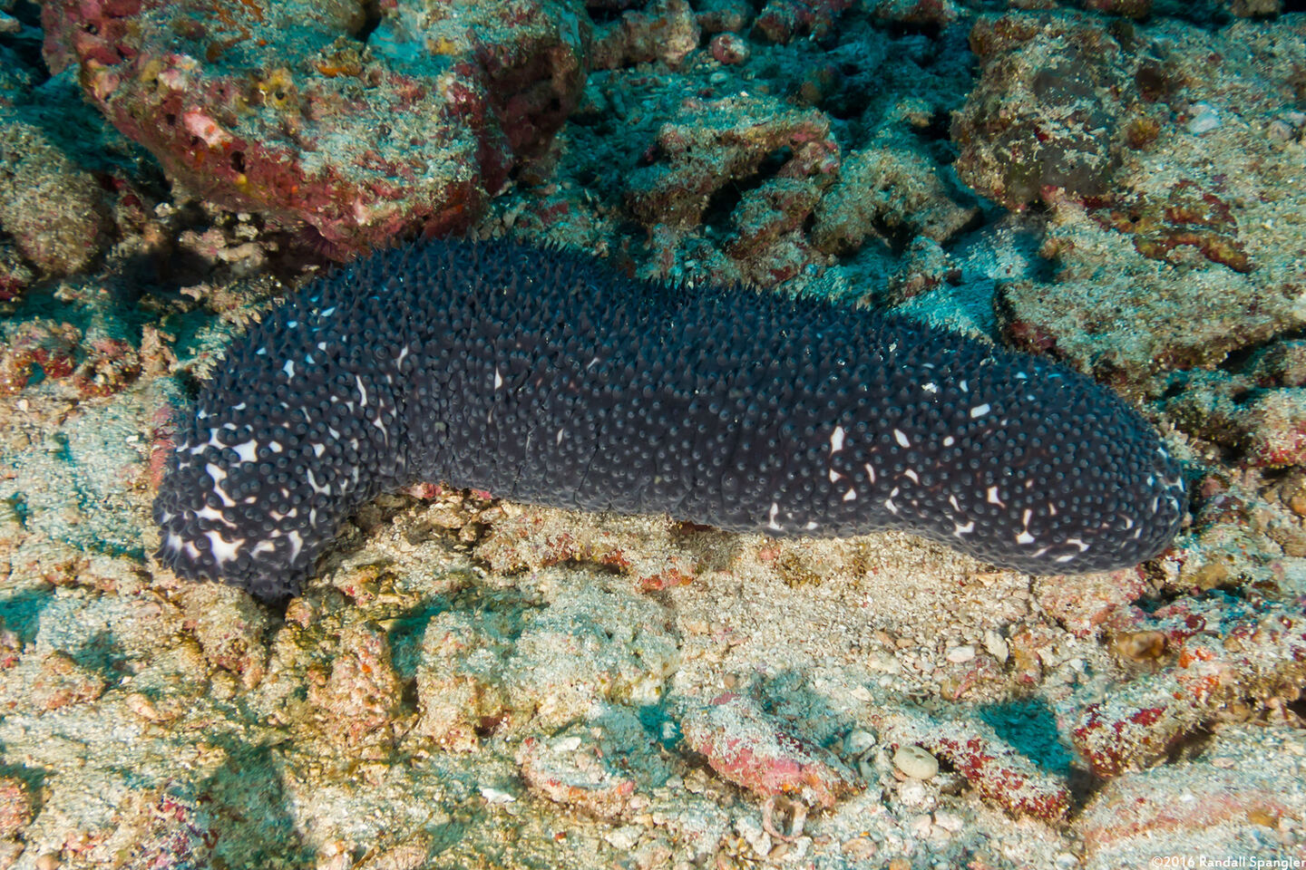 Actinopyga caerulea (Blue Sea Cucumber)