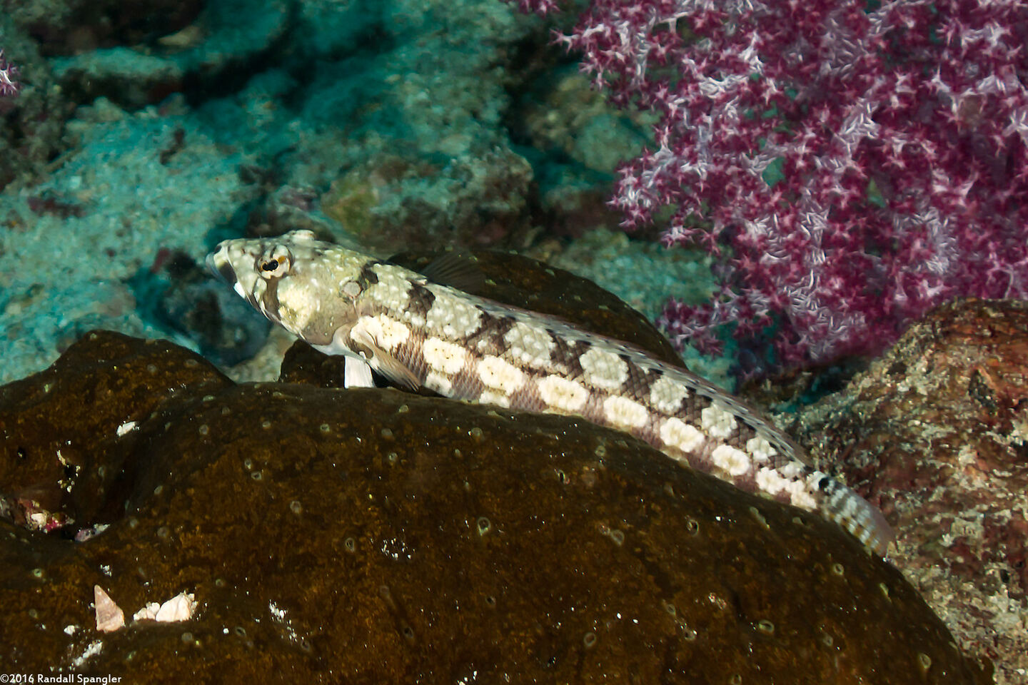 Parapercis tetracantha (Reticulated Sandperch)