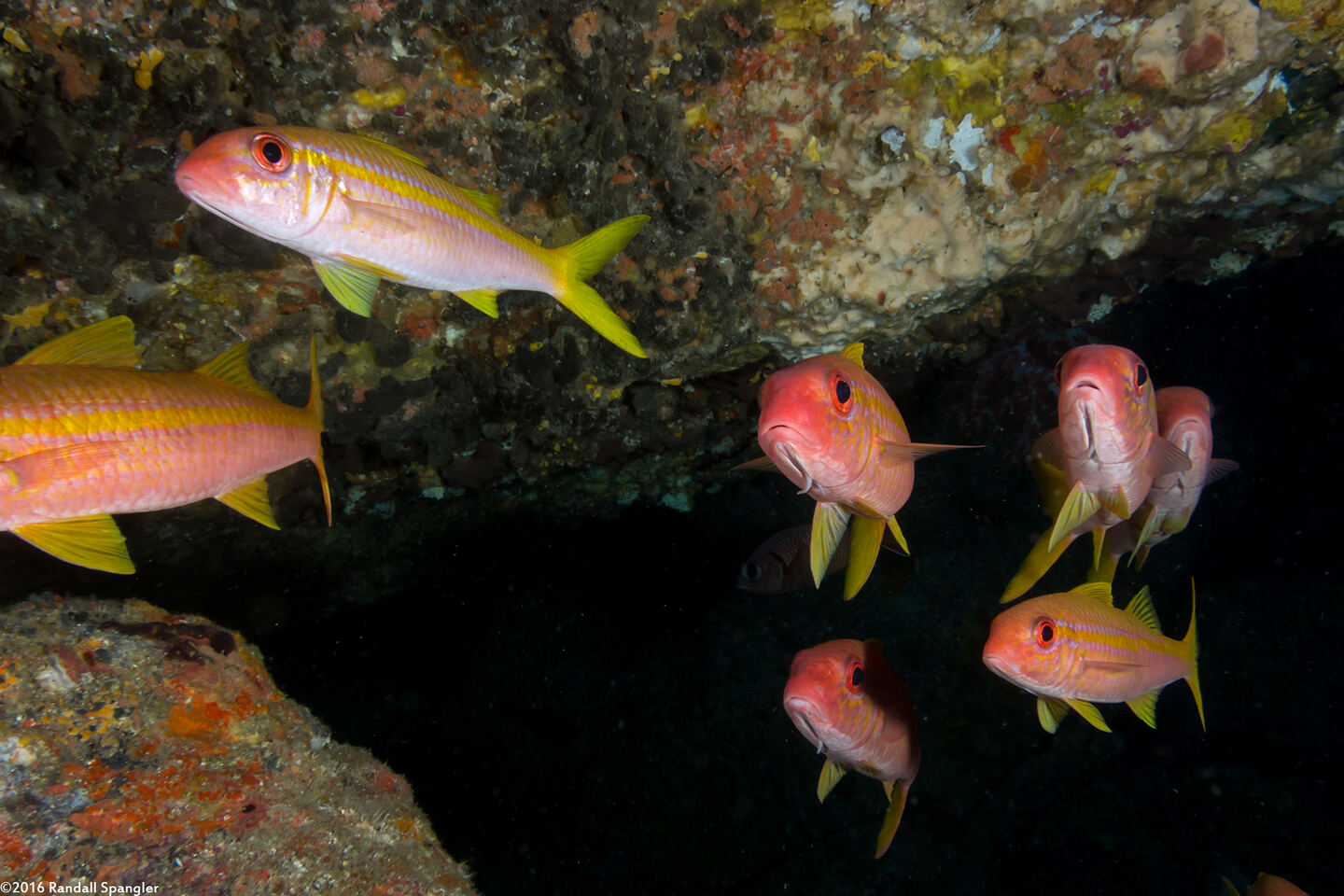 Mulloidichthys vanicolensis (Yellowfin Goatfish)