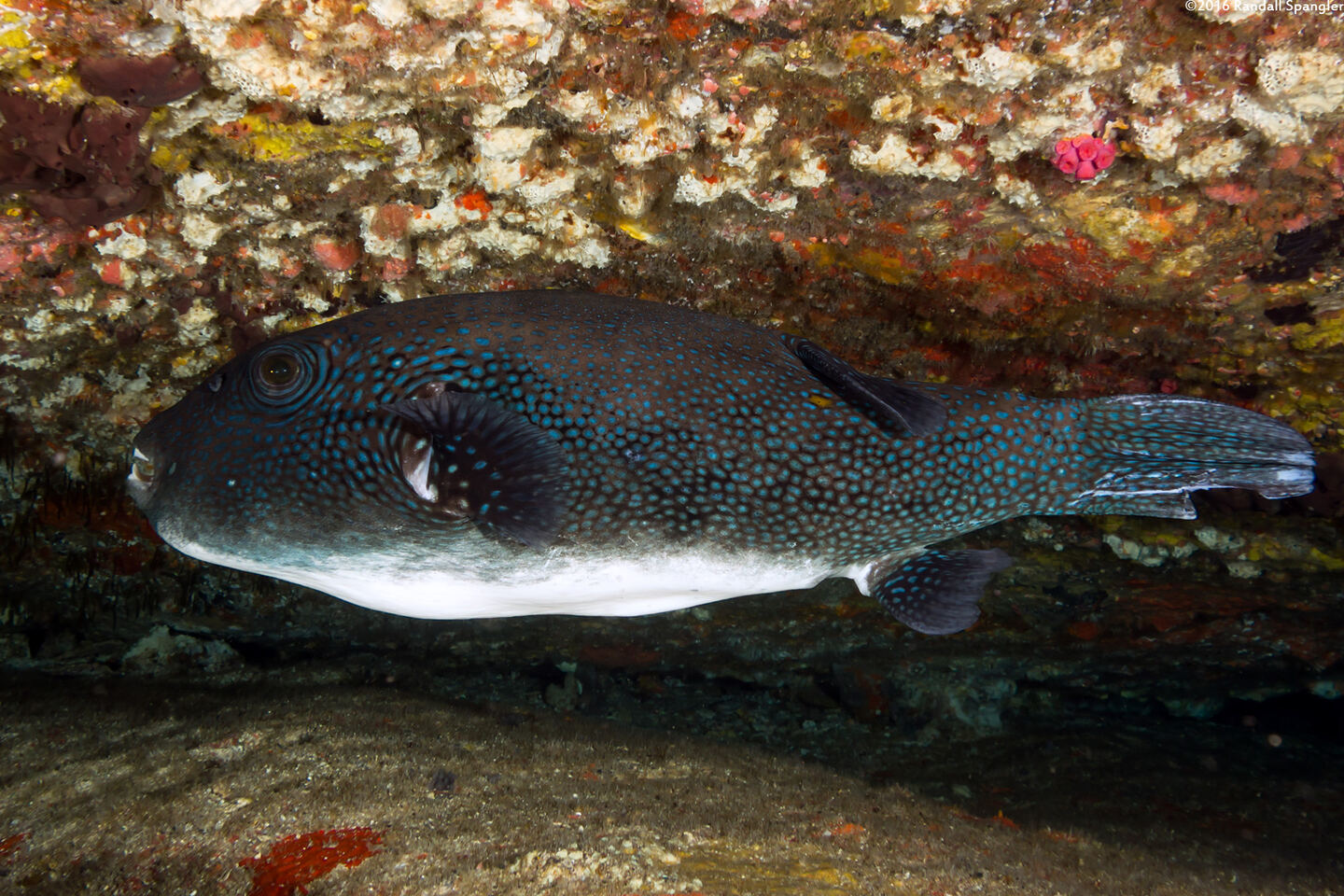Arothron caeruleopunctatus (Blue-Spotted Puffer)