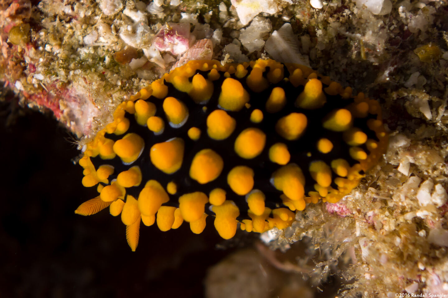 Phyllidia ocellata (Ocellated Phyllidia)