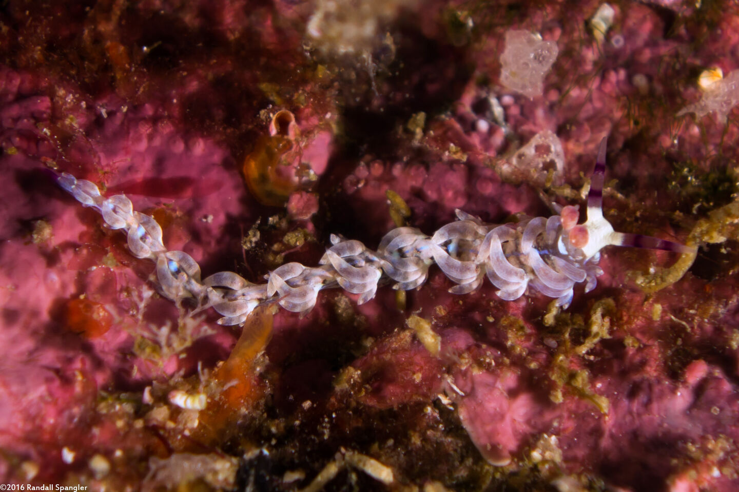 Pteraeolidia semperi (Blue Dragon Nudibranch)