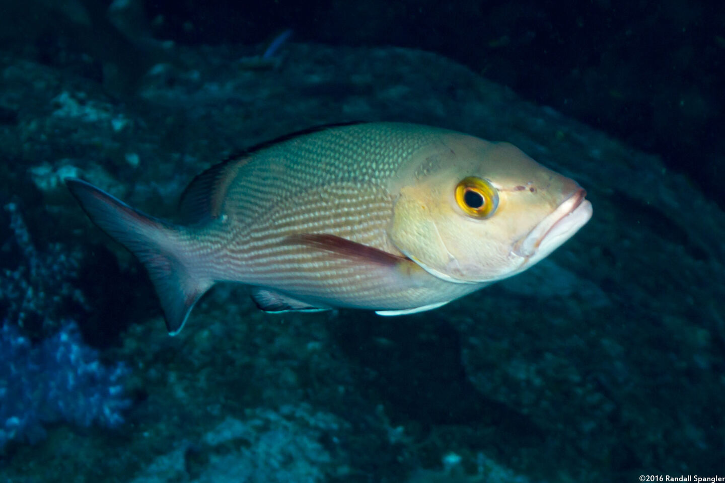 Lutjanus bohar (Red Snapper)