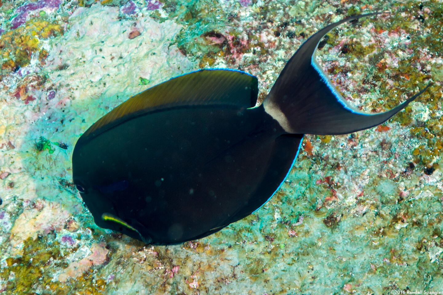 Acanthurus nigricauda (Blackstreak Surgeonfish)