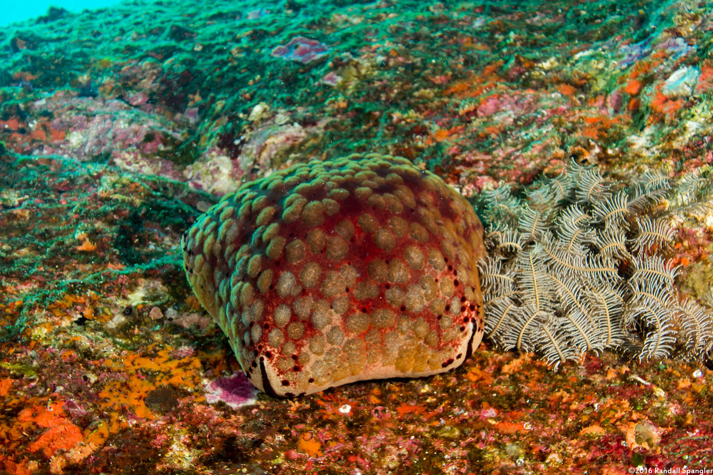 Culcita schmideliana (Spiny Cushion Star)