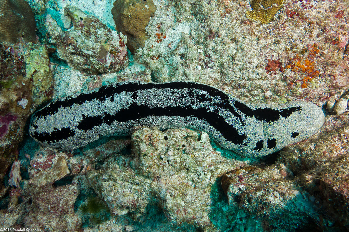 Holothuria atra (Black Sea Cucumber)