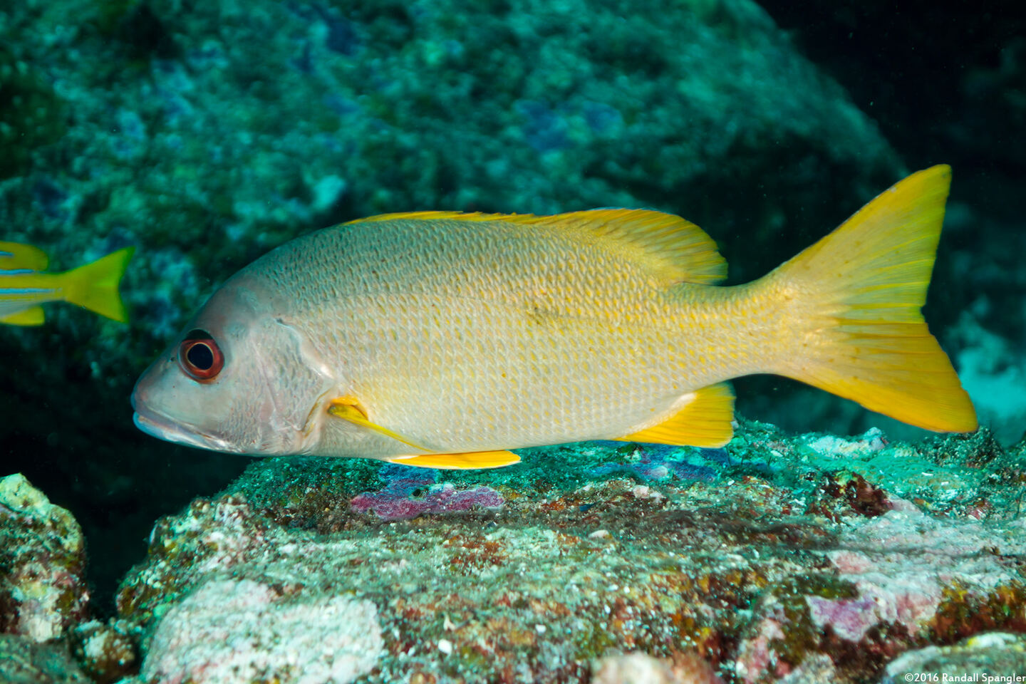 Lutjanus monostigma (Onespot Snapper)