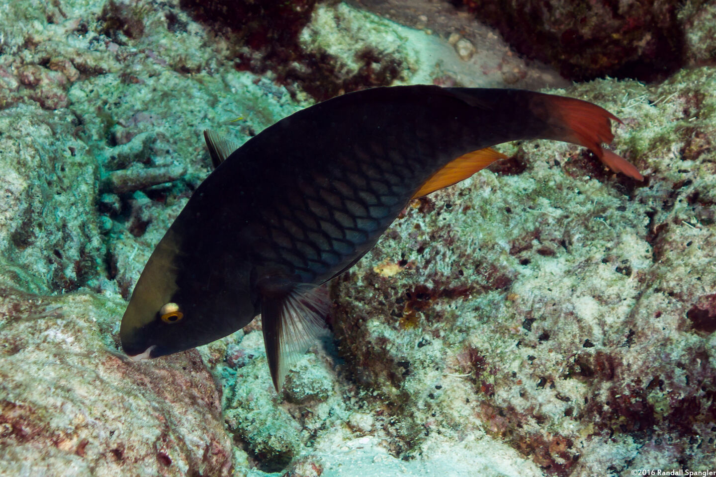 Scarus tricolor (Tricolor Parrotfish)
