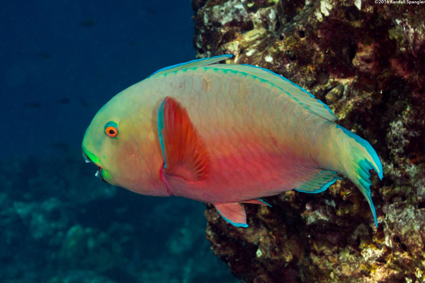 Chlorurus strongylocephalus (Roundhead Parrotfish)