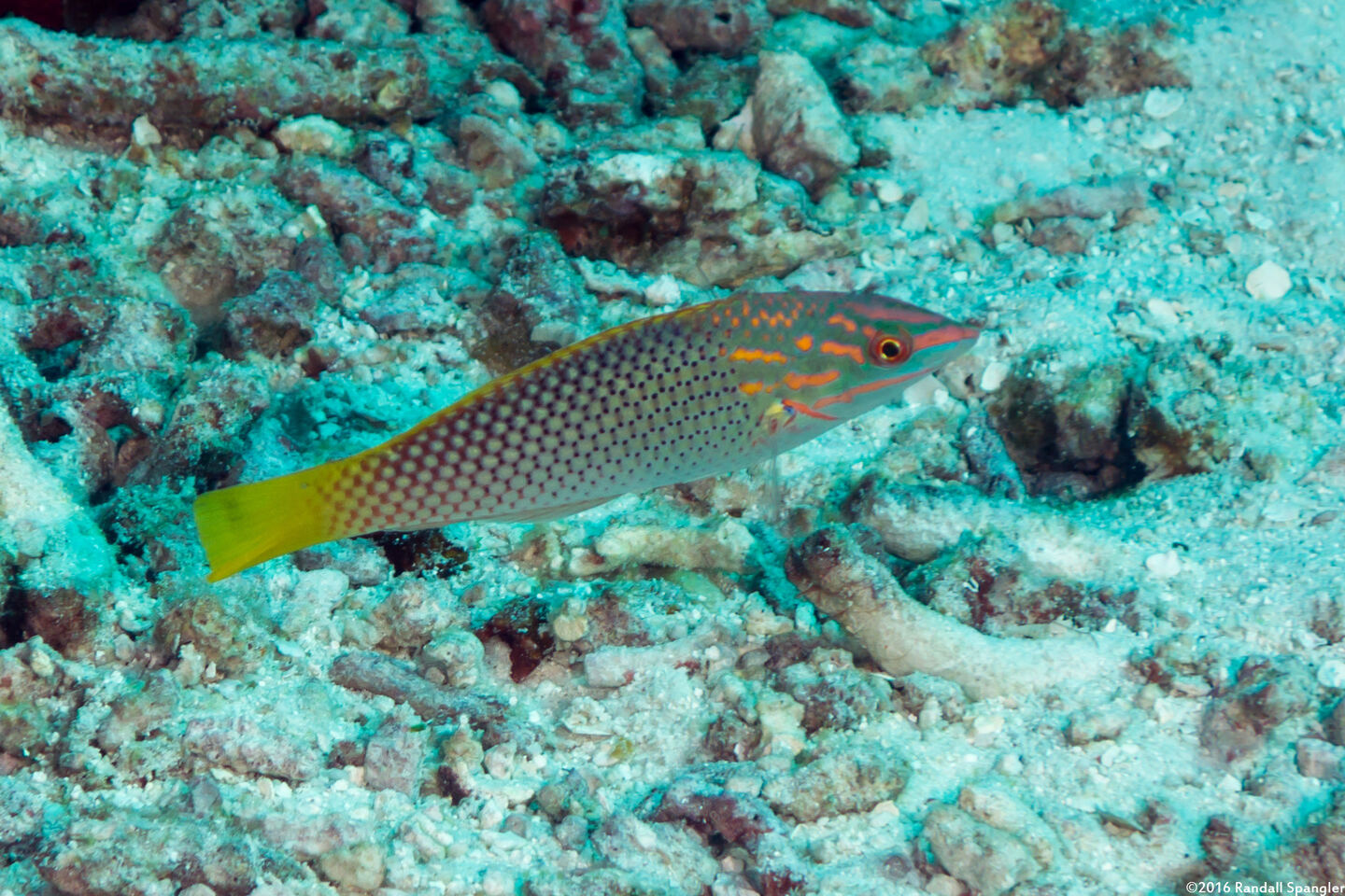 Halichoeres hortulanus (Checkerboard Wrasse)