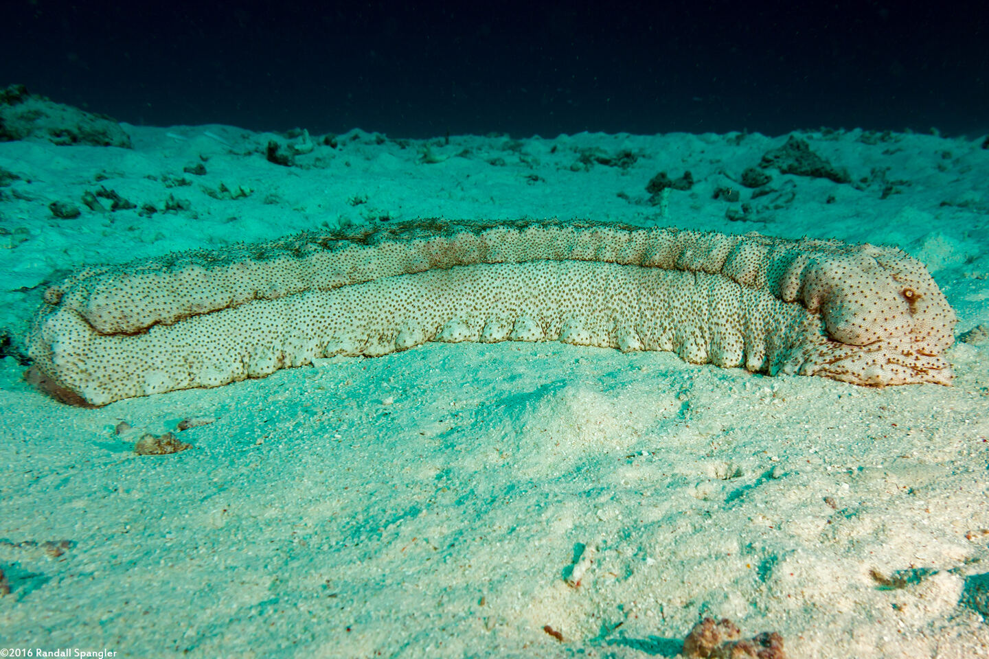Thelenota anax (Amberfish Sea Cucumber)