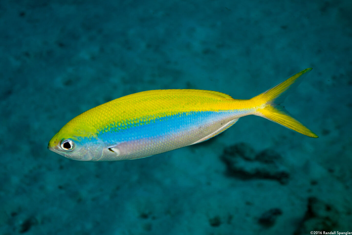 Caesio xanthonota (Yellowback Fusilier)