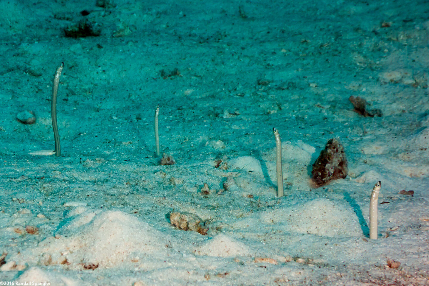 Gorgasia maculata (Spaghetti Garden Eel)