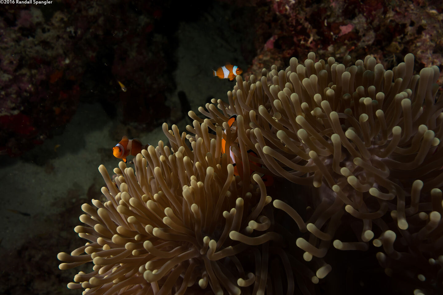 Heteractis magnifica (Magnificent Sea Anemone)