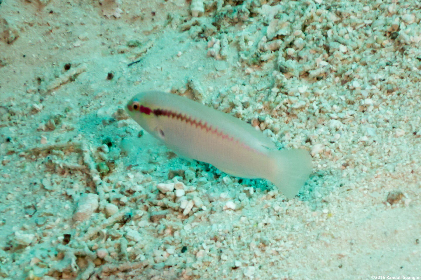 Halichoeres scapularis (Zigzag Wrasse)