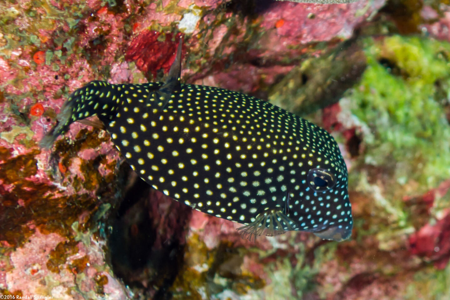 Ostracion meleagris (Spotted Boxfish)