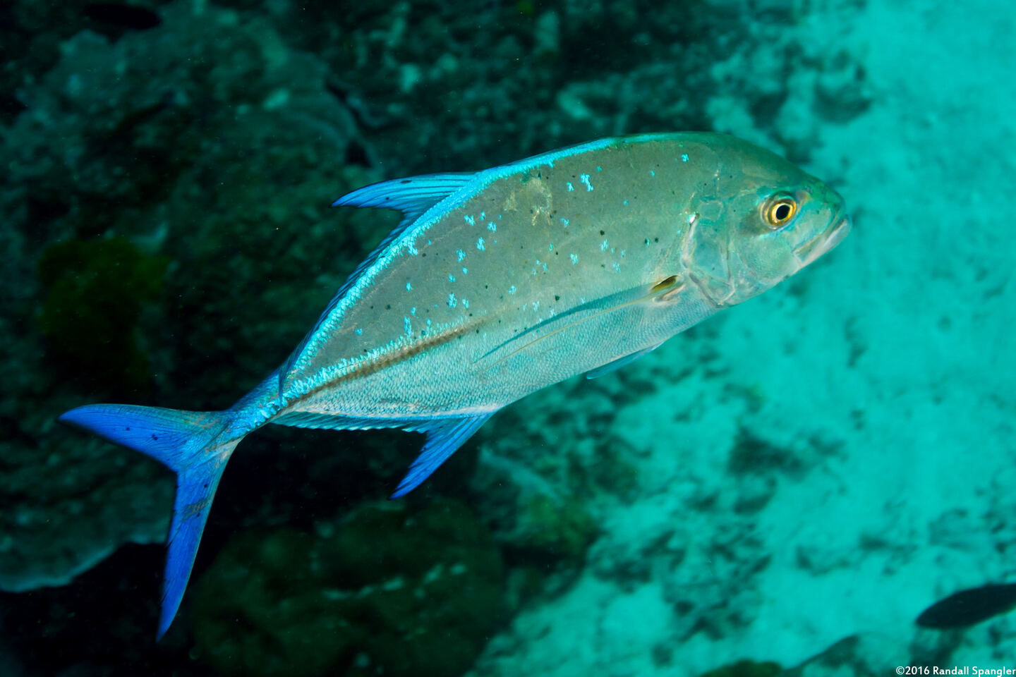 Caranx melampygus (Bluefin Trevally)