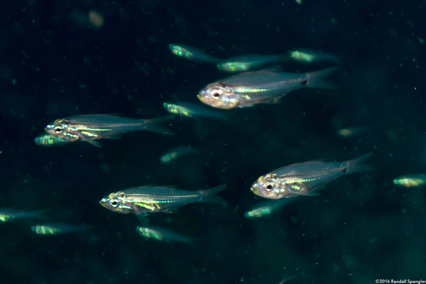 Rhabdamia gracilis (Slender Cardinalfish)