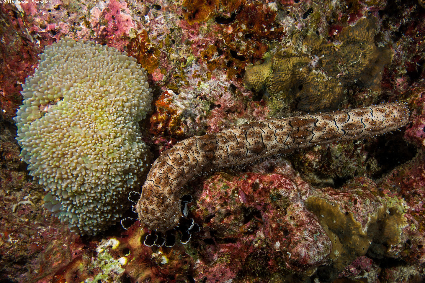 Pearsonothuria graeffei (Blackspotted Sea Cucumber)