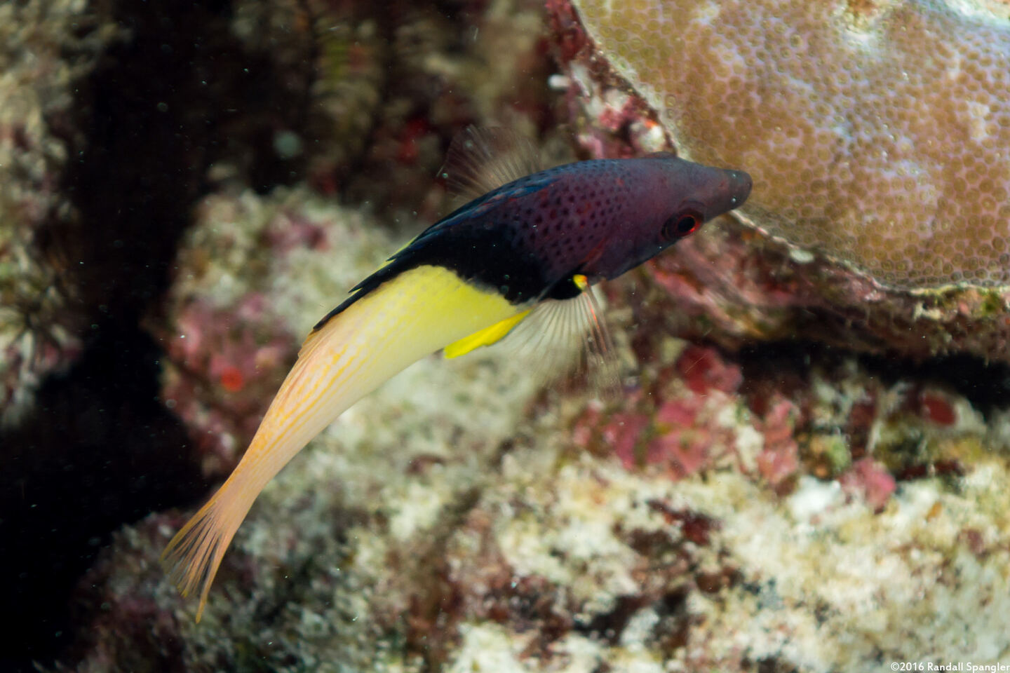 Bodianus mesothorax (Blackbelt Hogfish)
