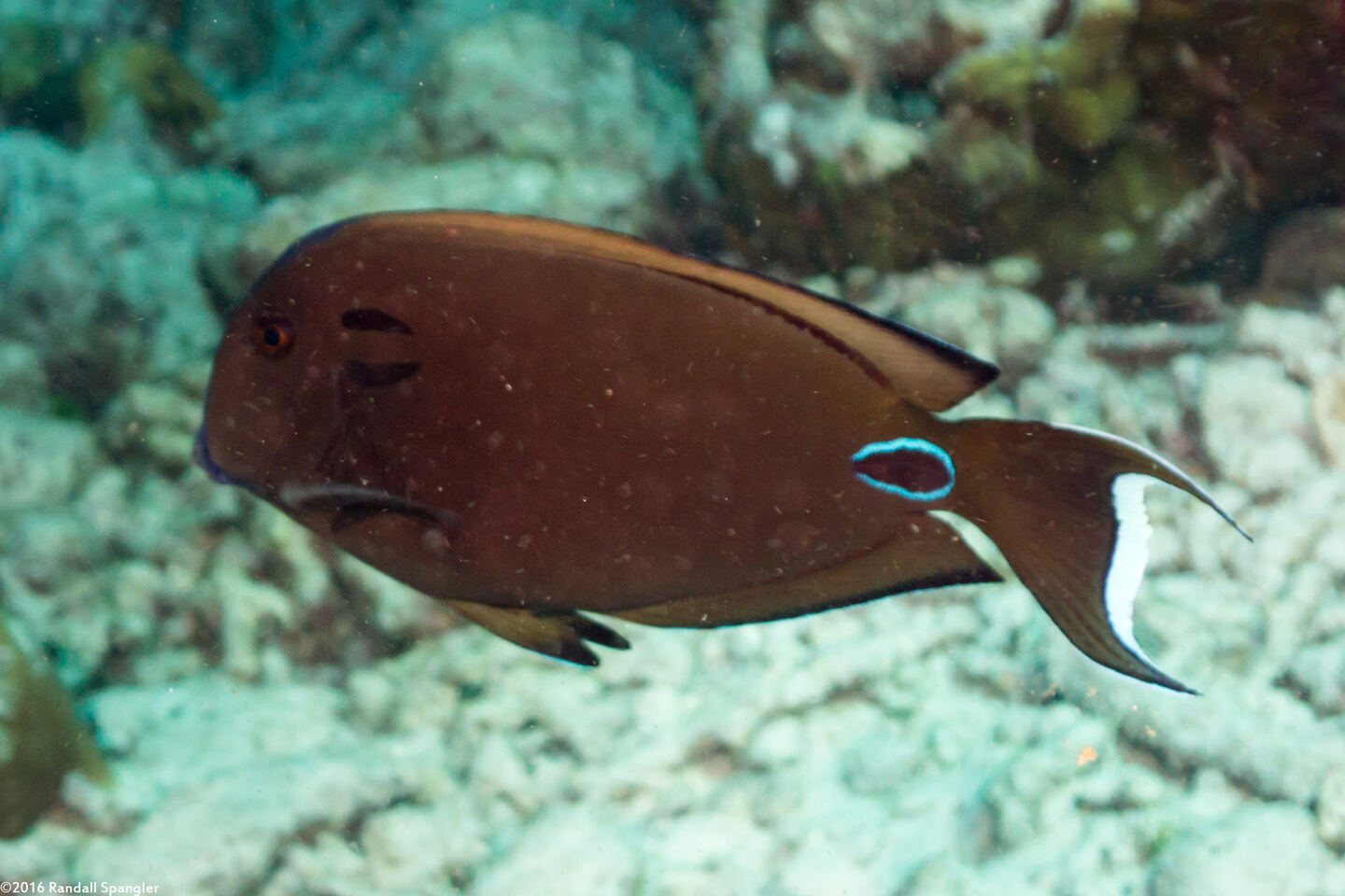 Acanthurus tennentii (Tennent's Surgeonfish)