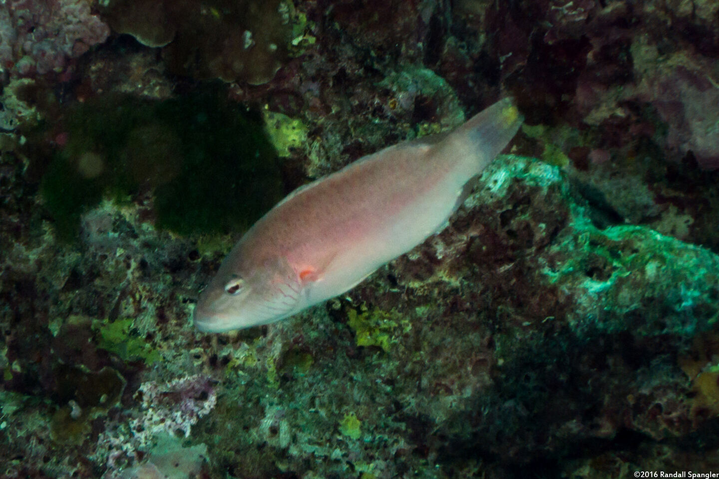 Oxycheilinus digramma (Cheek-Lined Wrasse)