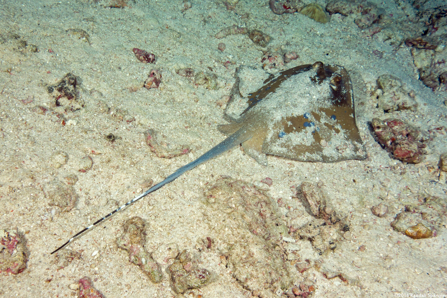 Neotrygon kuhlii (Blue-Spotted Stingray)
