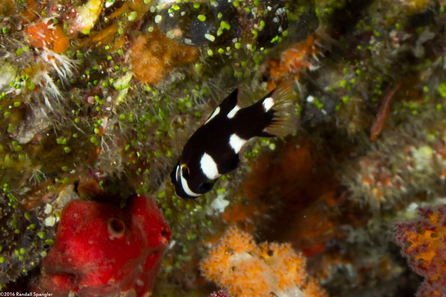 Bodianus axillaris (Axilspot Hogfish)