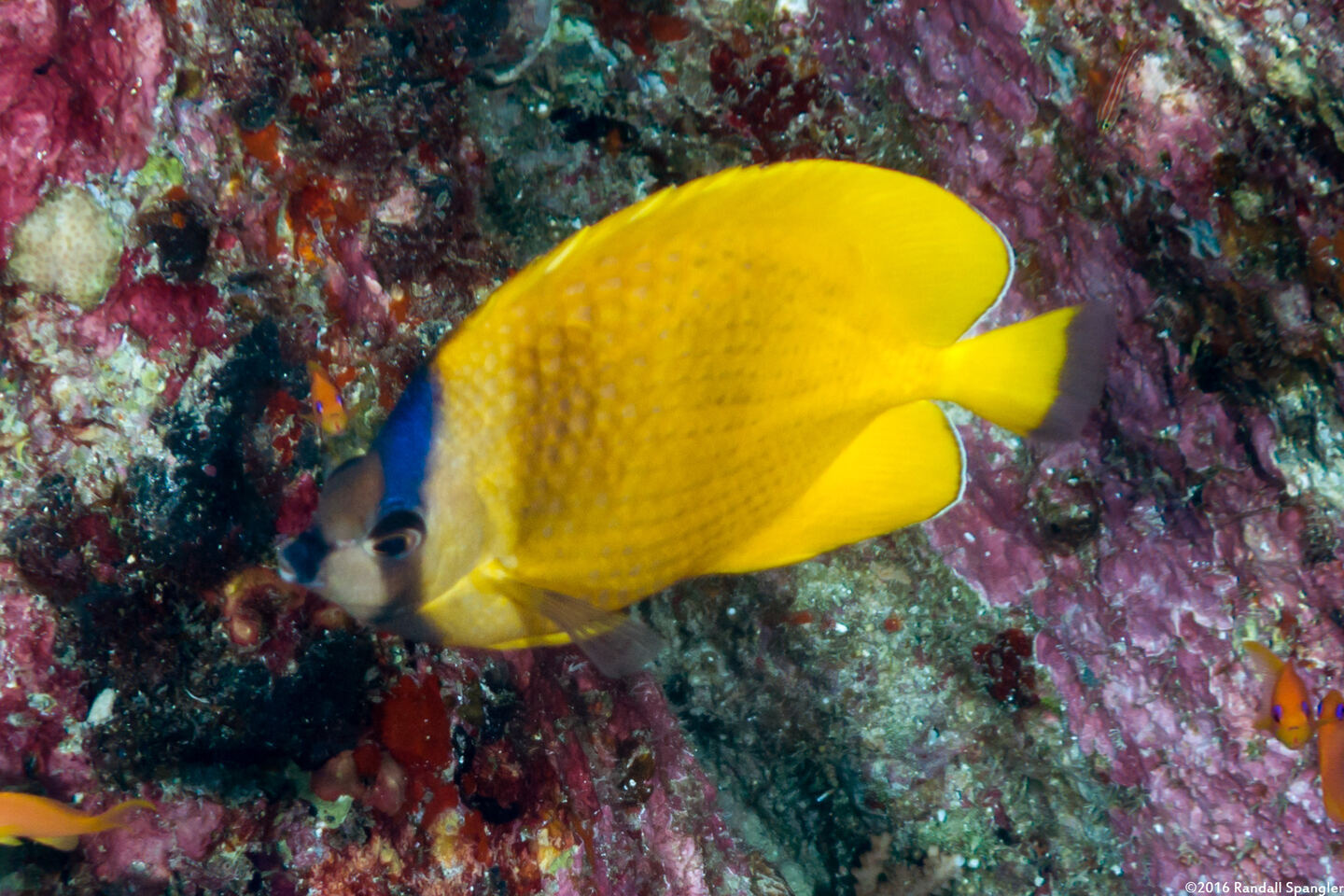 Chaetodon kleinii (Blacklip Butterflyfish)