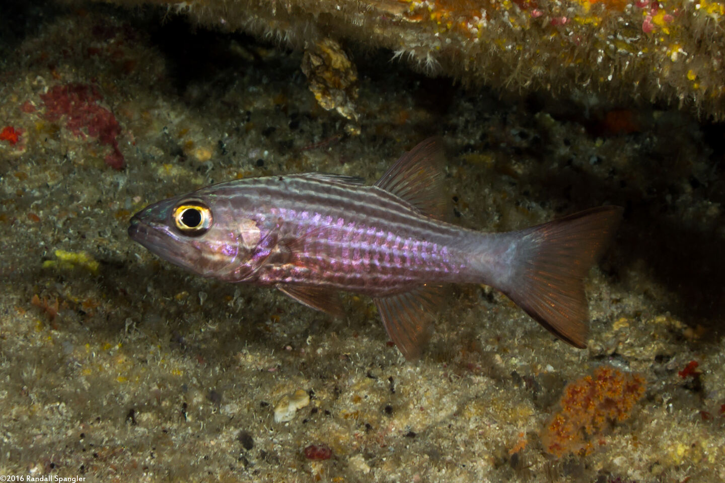 Cheilodipterus macrodon (Tiger Cardinalfish)