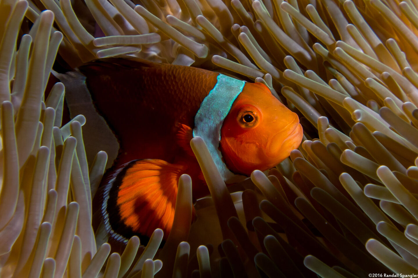 Amphiprion ocellaris (False Clown Anemonefish)