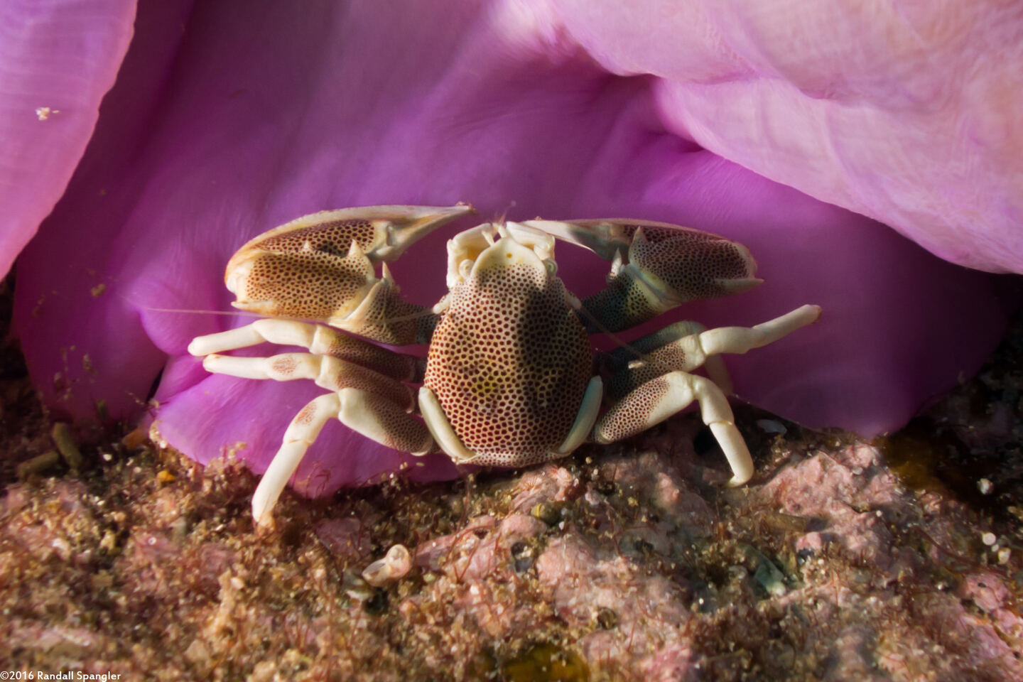 Neopetrolisthes maculatus (Spotted Porcelain Crab)