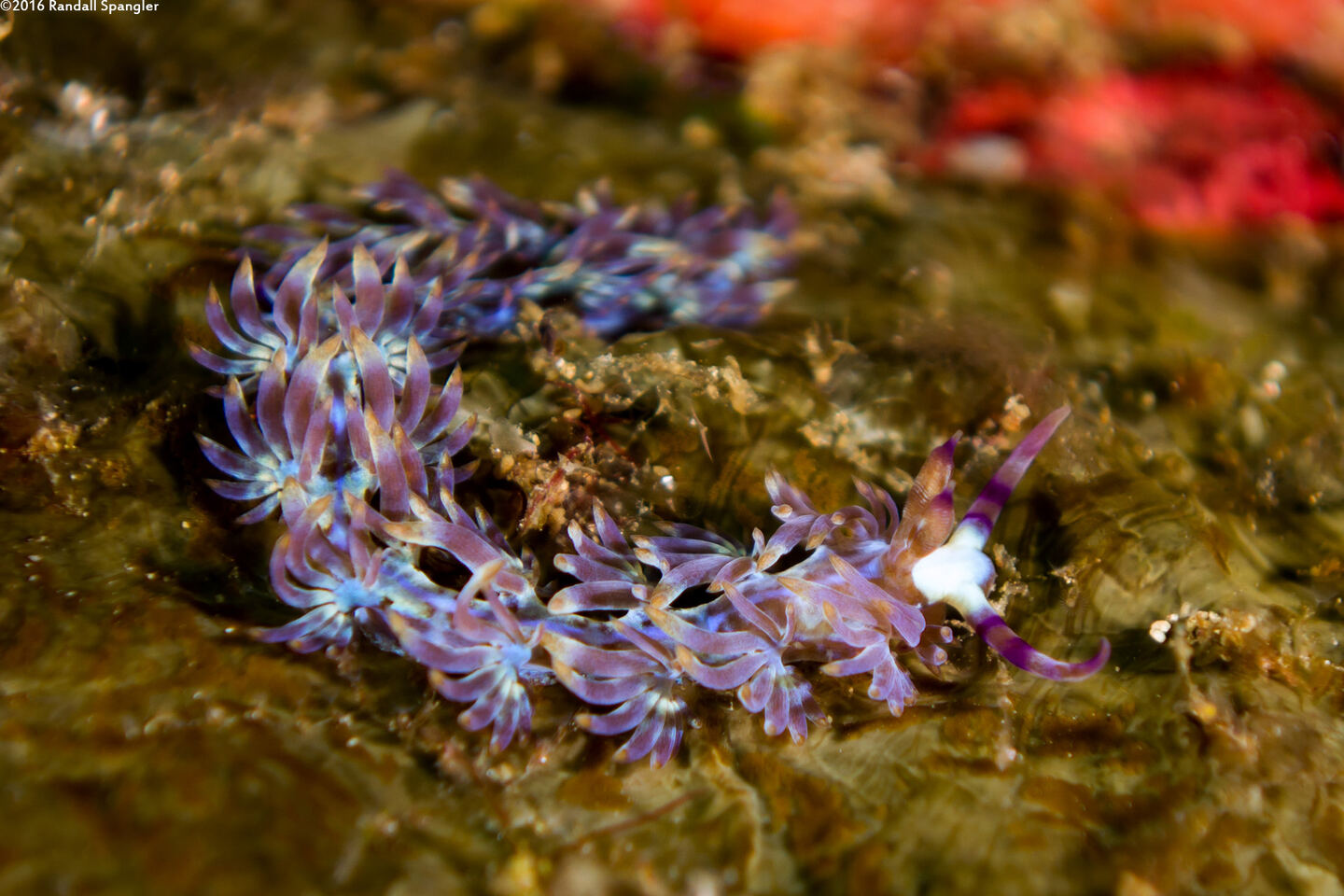 Pteraeolidia semperi (Blue Dragon Nudibranch)