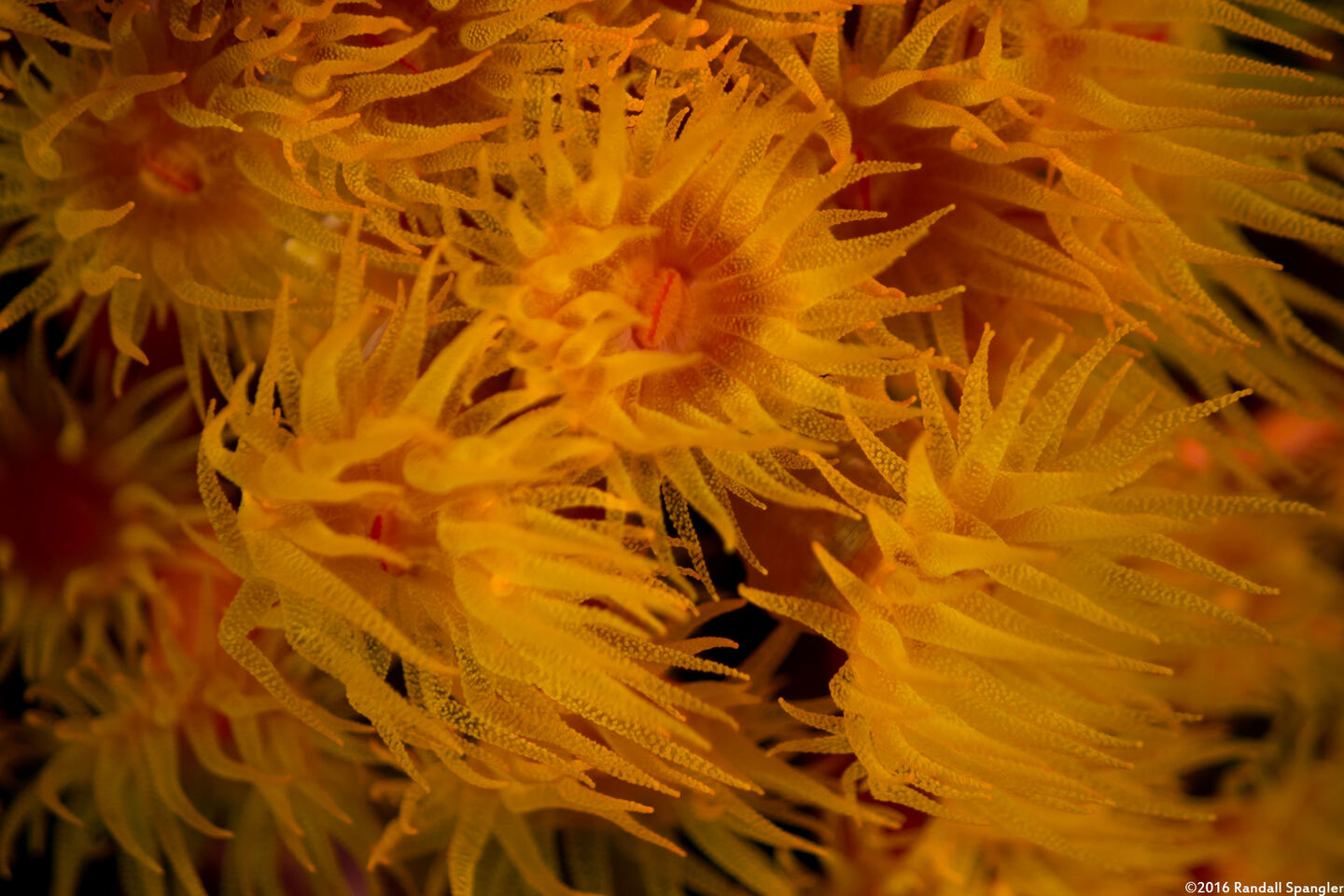 Tubastraea coccinea (Orange Cup Coral)