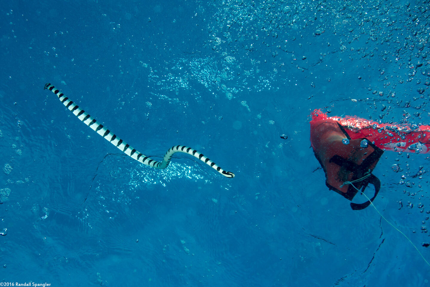 Laticauda colubrina (Banded Sea Krait)