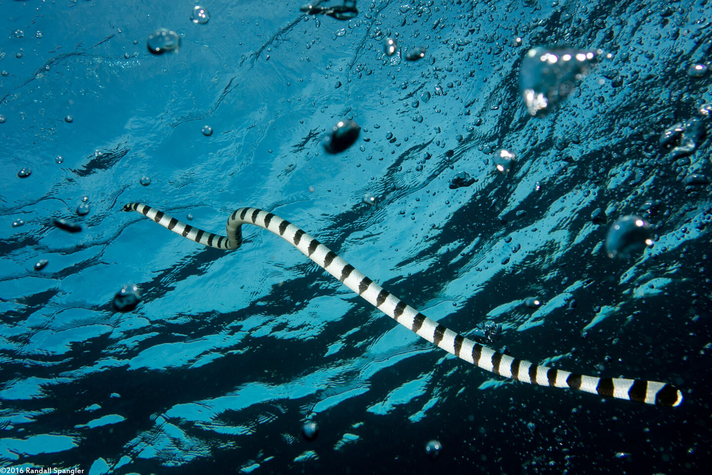 Laticauda colubrina (Banded Sea Krait)
