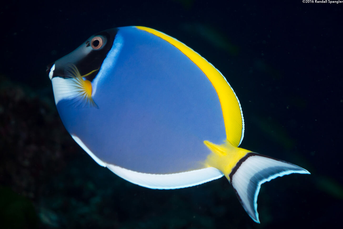 Acanthurus leucosternon (Powderblue Surgeonfish)