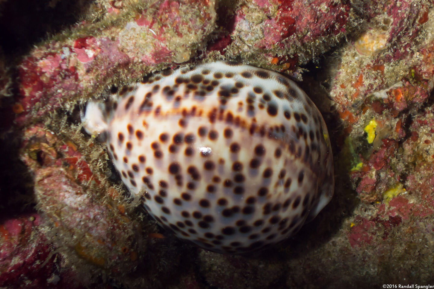 Cypraea tigris (Tiger Cowry)