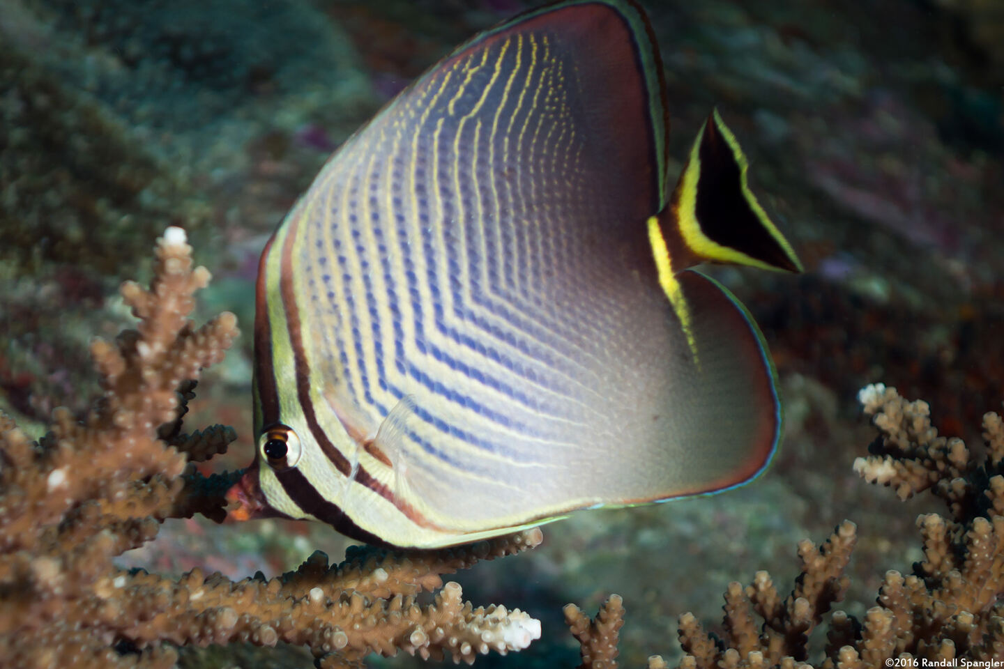 Chaetodon triangulum (Triangular Butterflyfish)