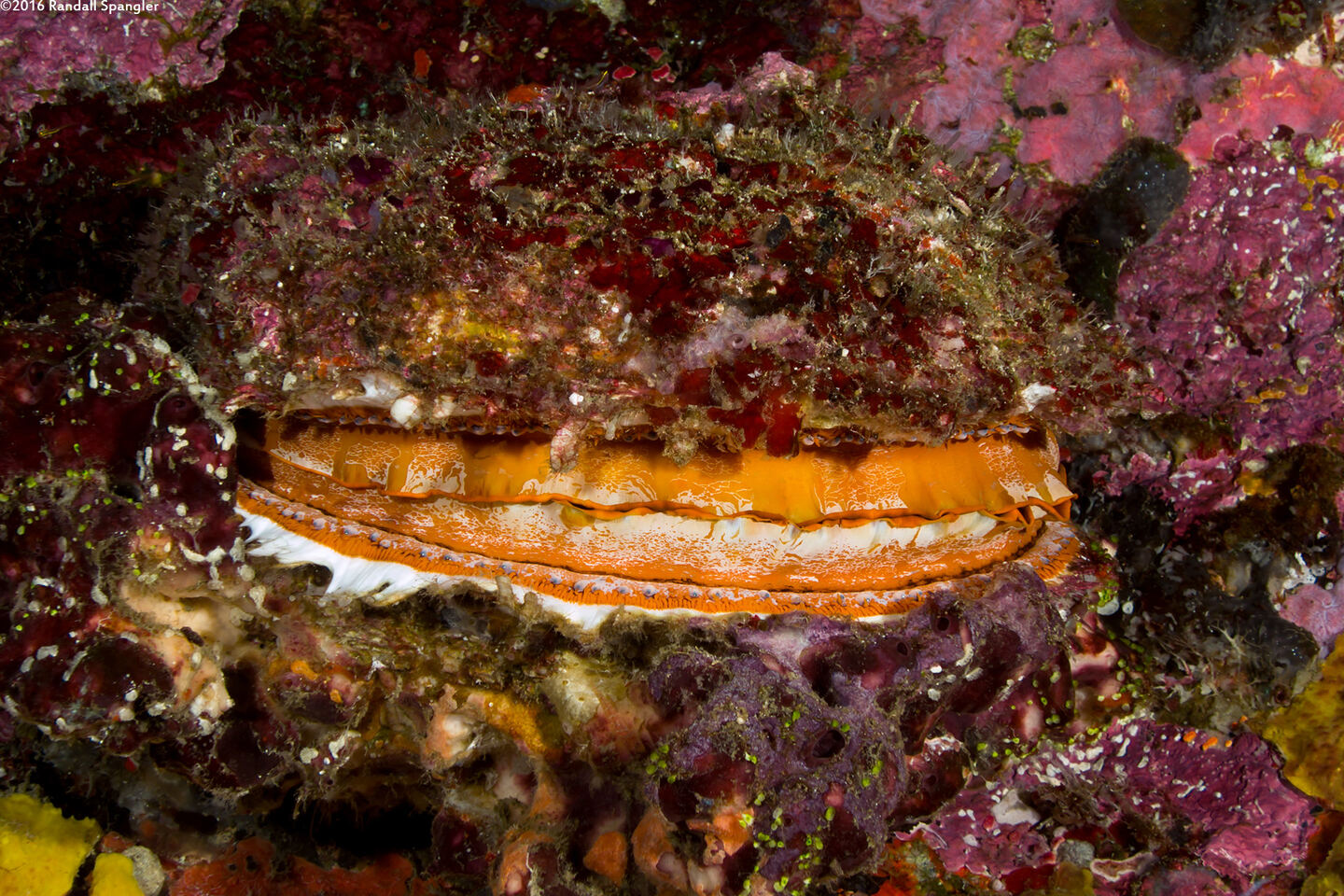 Spondylus varius (Variable Thorny Oyster)