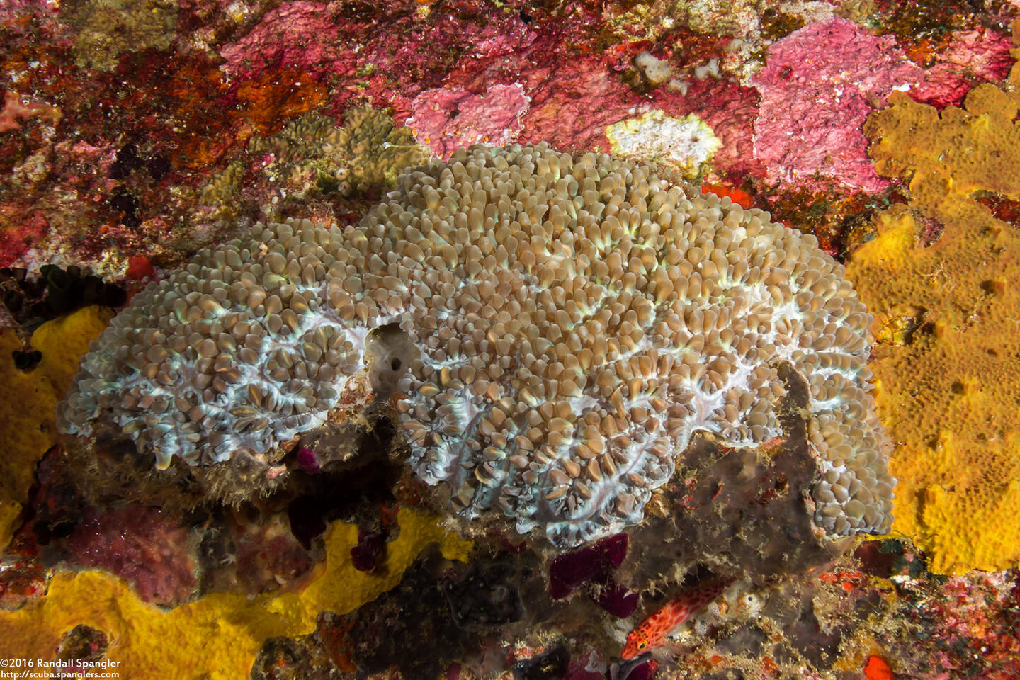 Physogyra lichtensteini (Grape Coral)
