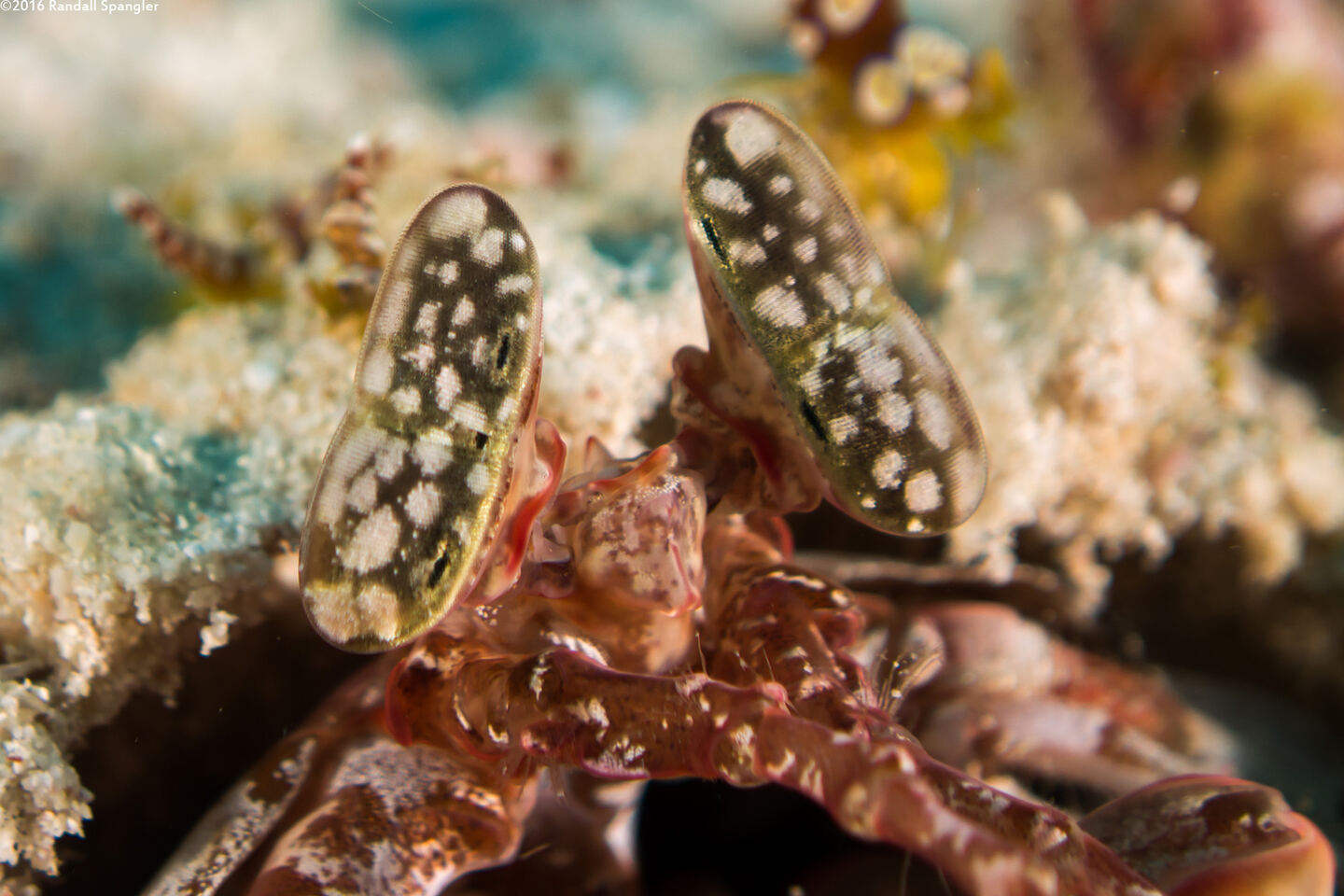Lysiosquilla lisa (Lisa's Mantis Shrimp); Mantis shrimp have the coolest eyes