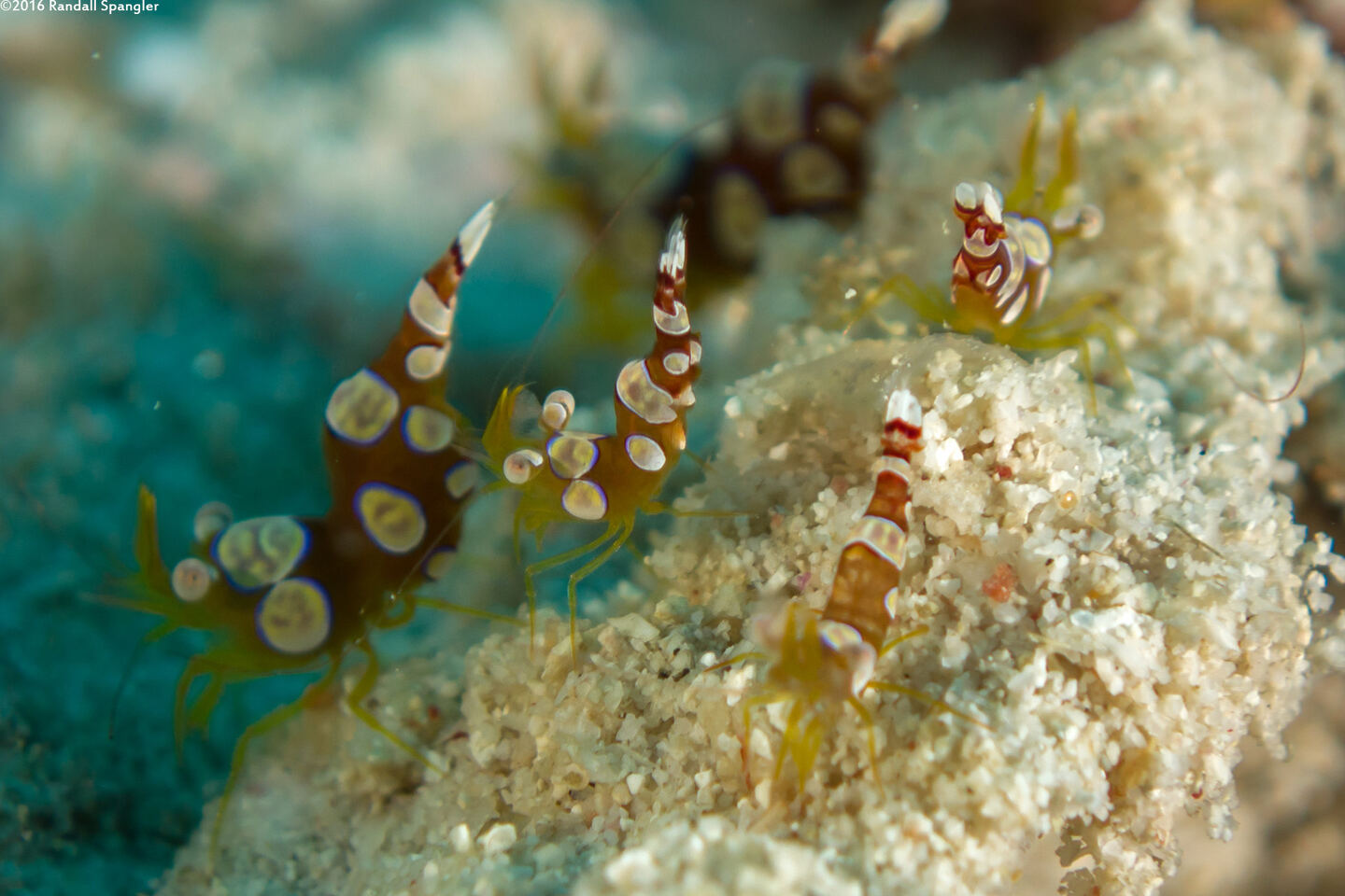 Thor amboinensis (Squat Shrimp)