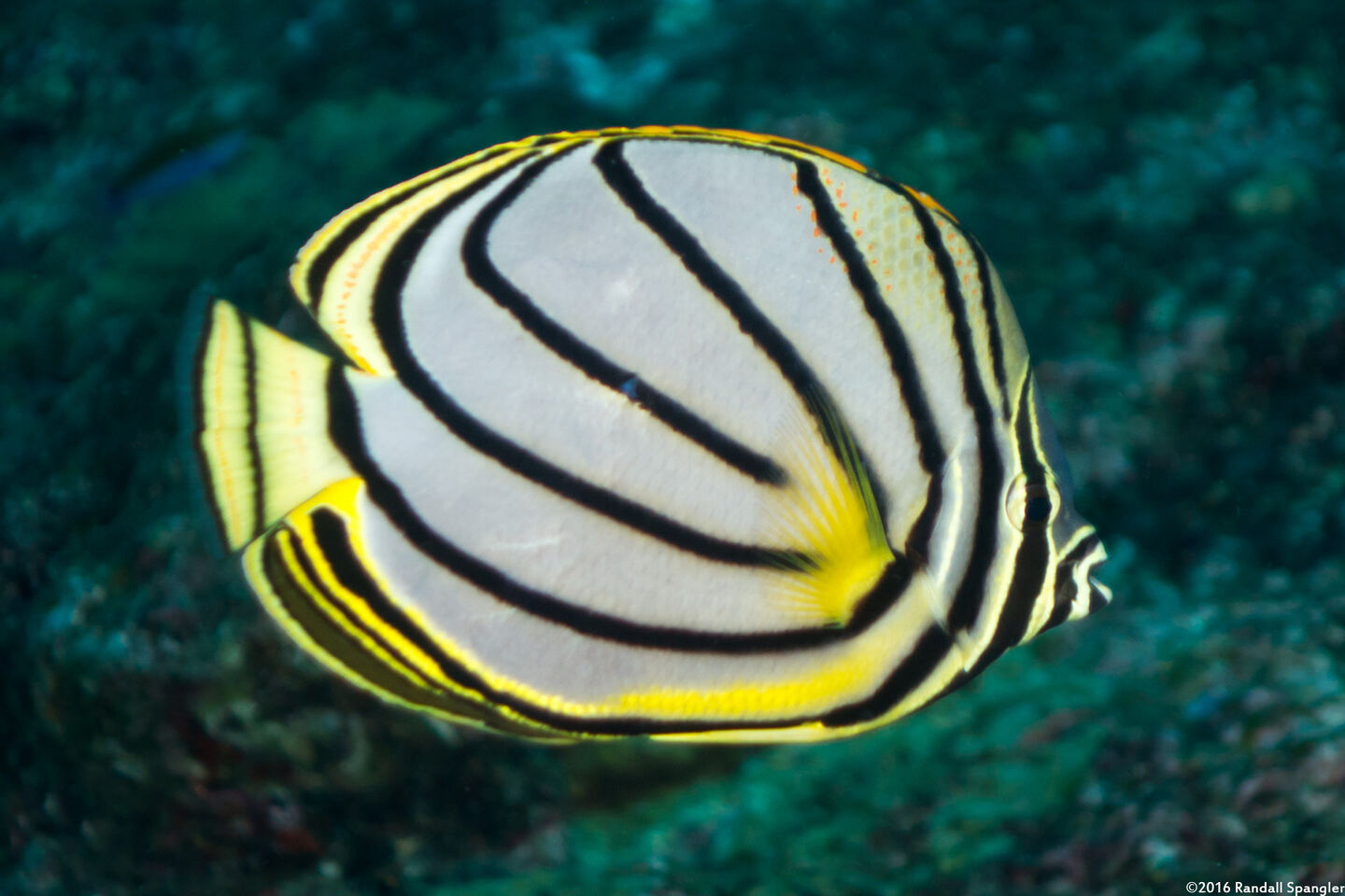 Chaetodon meyeri (Meyer's Butterflyfish)