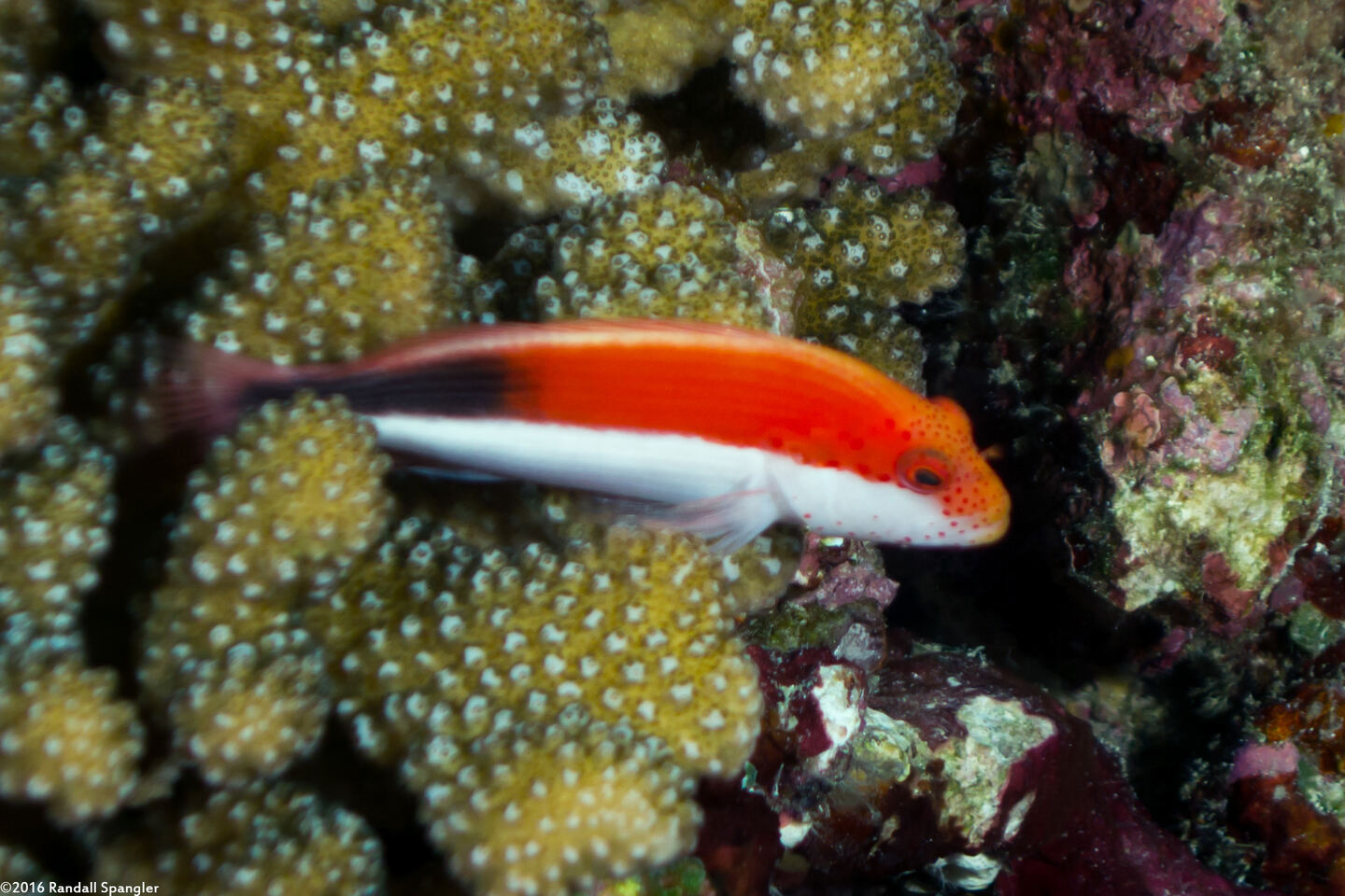 Paracirrhites forsteri (Freckled Hawkfish)