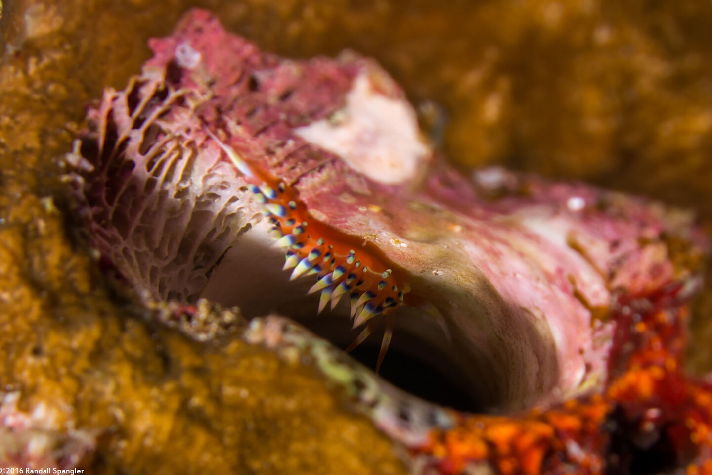 Coryphellina exoptata (Desirable Flabellina)