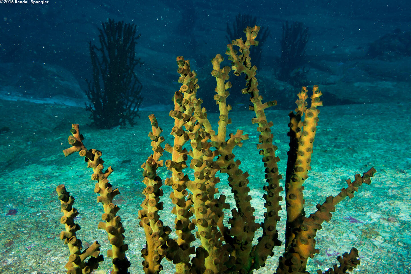 Tubastraea micranthus (Black Sun Coral)
