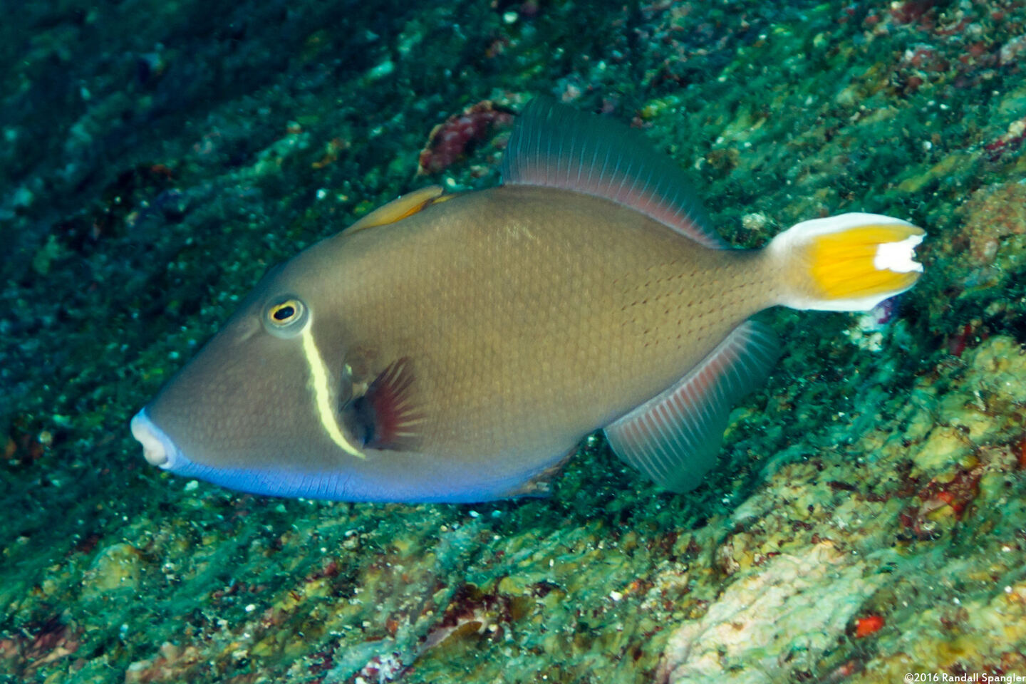 Sufflamen chrysopterum (Flagtail Triggerfish)
