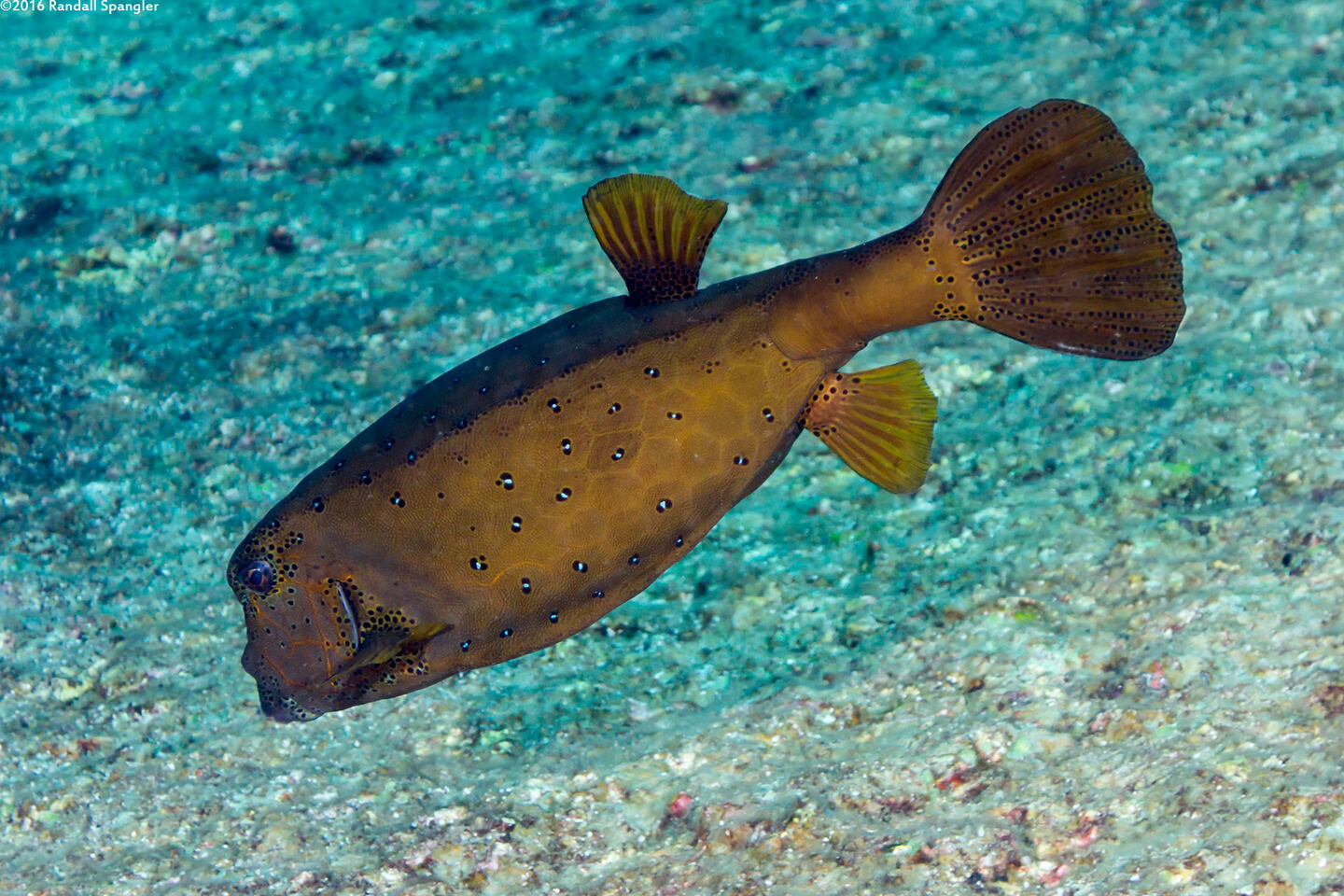 Ostracion cubicum (Yellow Boxfish)